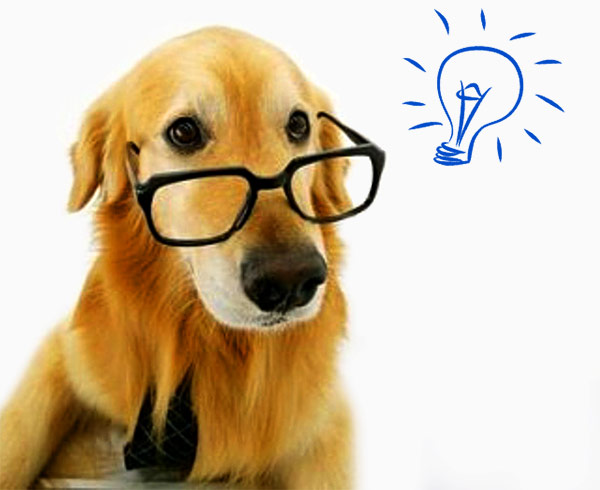 A learned dog with ideas!