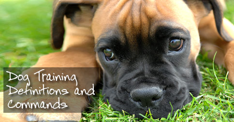 Dog Training Definitions and Commands