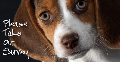 Dog Training Program Survey