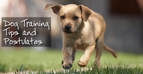 Dog Training Tips and Postulates Photo