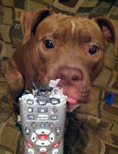 Dog-Chewed Remote Control