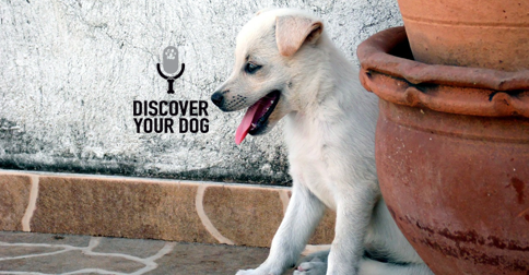 Discover Your Dog - Cute Puppy Pic