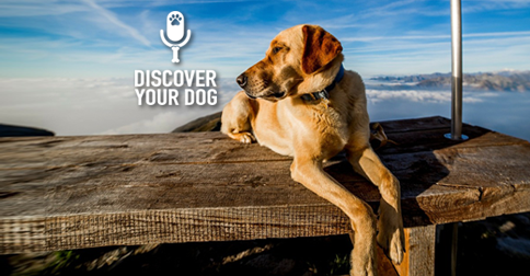 Discover Your Dog - Dog on a Dock Pic