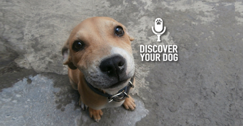 Discover Your Dog - Dog Pic