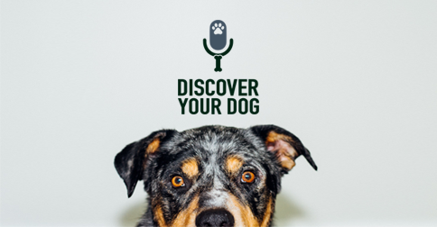 Discover Your Dog - Dog Pic