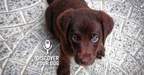 Discover Your Dog - Puppy Pic