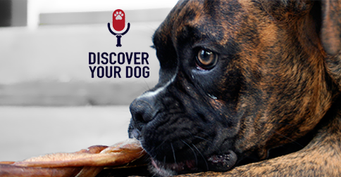 Discover Your Dog - Boxer Pic