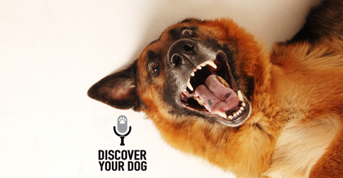 Discover Your Dog - Crazy Dog Pic