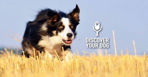 Discover Your Dog - Border Collie Pic