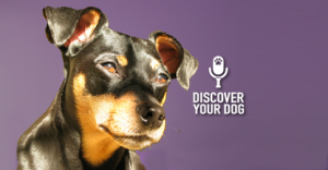 Discover Your Dog - Min Pin Pic