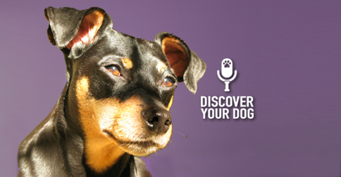 Discover Your Dog - Min Pin Pic