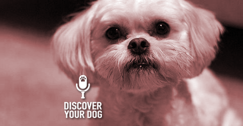 Discover Your Dog - Peekapoo Pic