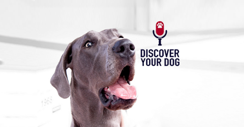 Discover Your Dog - Great Dane Pic