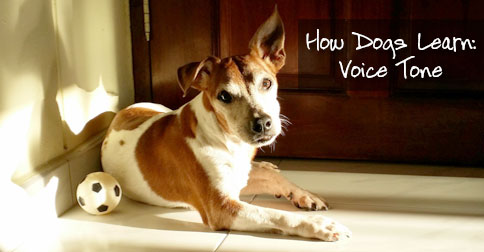 How Dogs Learn: Voice Tone image