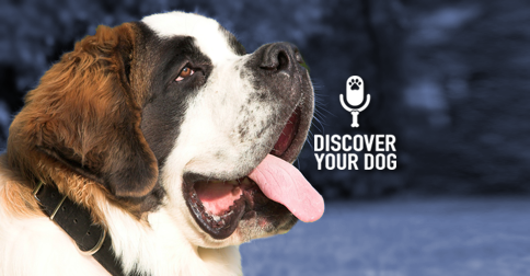 Discover Your Dog - Saint Bernard Pic