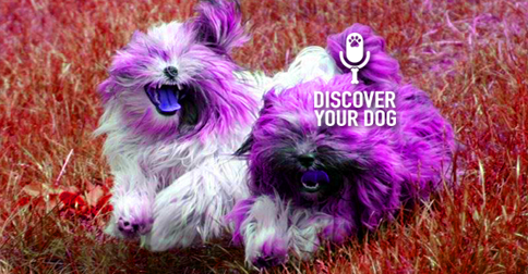 Discover Your Dog - Lhasa Apso Pic