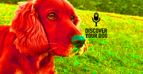 Discover Your Dog Podcast Episode 016 Image