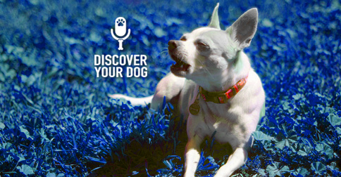 Chihuahua Discover Your Dog Logo