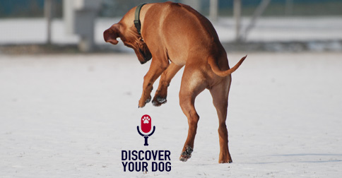 FamilyDogFusion Discover Your Dog Podcast - Ridgeback