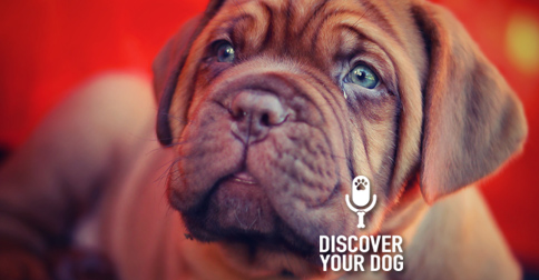 Discover Your Dog - Picture of Mastiff