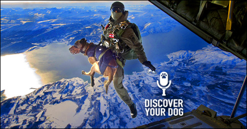 Military Dog Jumping From Plane
