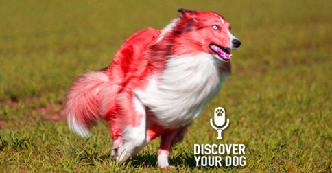 Discover Your Dog - Collie Picture