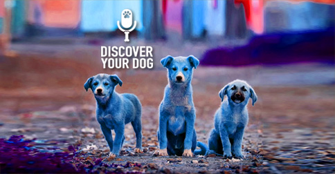Discover Your Dog Image: Puppies!