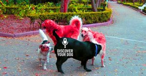 Discover Your Dog Show picture: Dog Park!