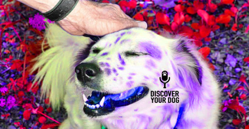 Praising a dog picture Discover Your Dog Podcast