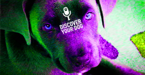 Purple Dog Discover Your Dog image