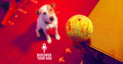 Dog focused on ONE THING. Discover Your Dog image