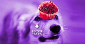 Purple dog- Discover Your Dog