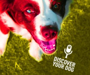 Ep 043 Reignite the Joy of Training Your Dog