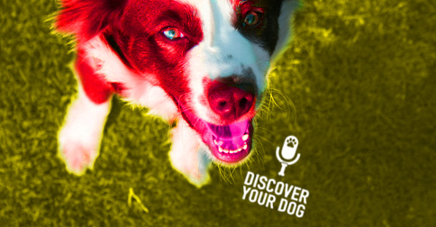 Happy Dog Looking up Image - Discover Your Dog