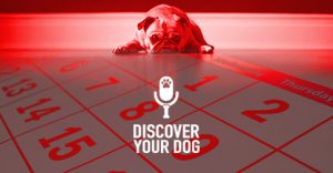 Dog Training Tracking Calendar photo