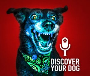 Ep 054 Teach Your Dog to Stay
