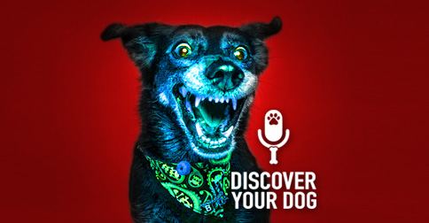 Happy Dog Image - Discover Your Dog Podcast