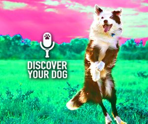 Ep 059 Your Secret Weapon for True Family Dog Fusion