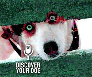 Ep 060 Kickstart your Canine Communication
