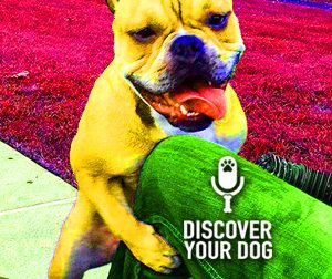 Ep 069 A Cold Shower for Your Humping Dog