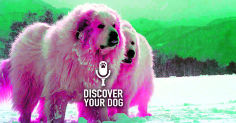 Great Pyrenees Dogs