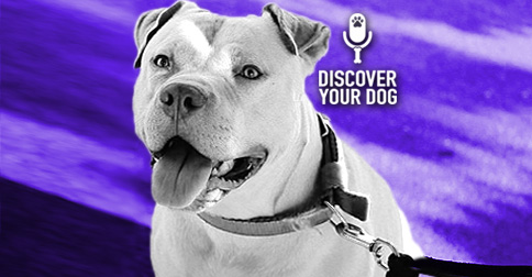 Anxiety on Discover Your Dog 