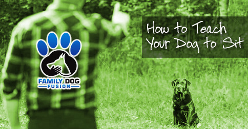 How to Teach Your Dog to Sit image