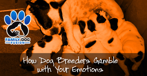 How Dog Breeders Gamble with Your Emotions image