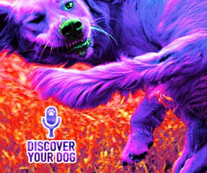 Ep 085 Chasing Tail: Has Your Dog Spun Out of Control?