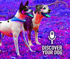Ep 089 Breed of Dog