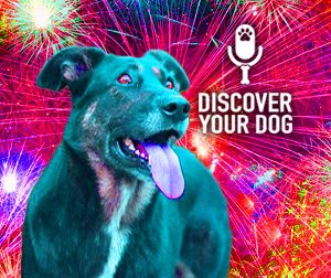Ep 092 Dogs, Fireworks, and Things that Go BOOM!