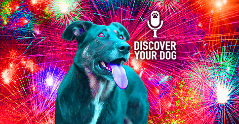 Dogs and Fireworks image