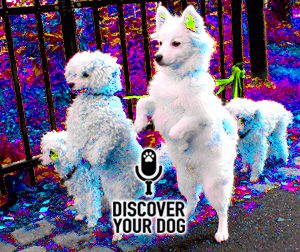 Ep 098b So-Called “Positive Punishment” for Your Dog