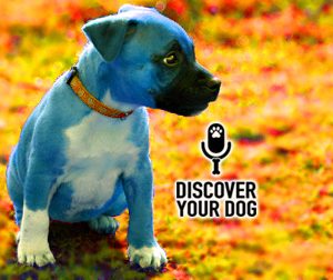 Ep 102 So You Purchased a Puppy…Now What?
